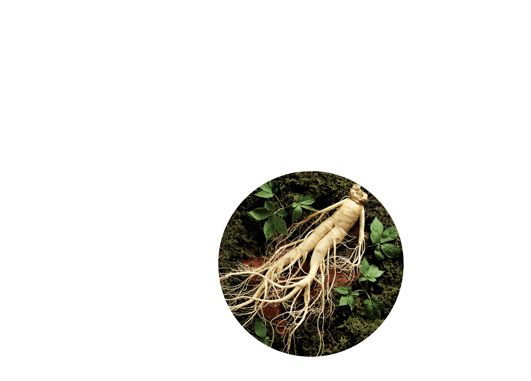 ところでホンサムって何？