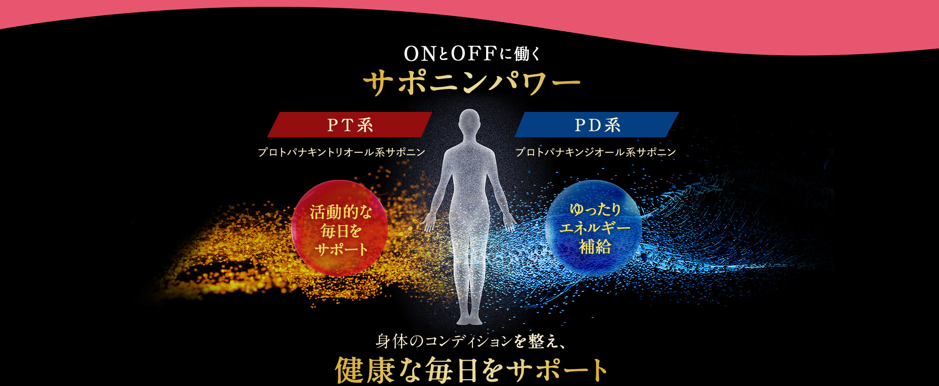 サポニンパワーで身体のコンディションを整え、健康な毎日をサポート