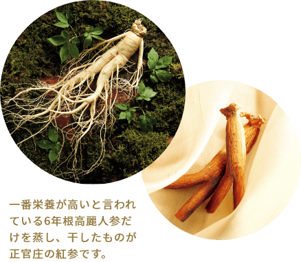 一番栄養が高いと言われている6年根高麗人参だけを蒸し、干したものが正菅庄の紅参です。