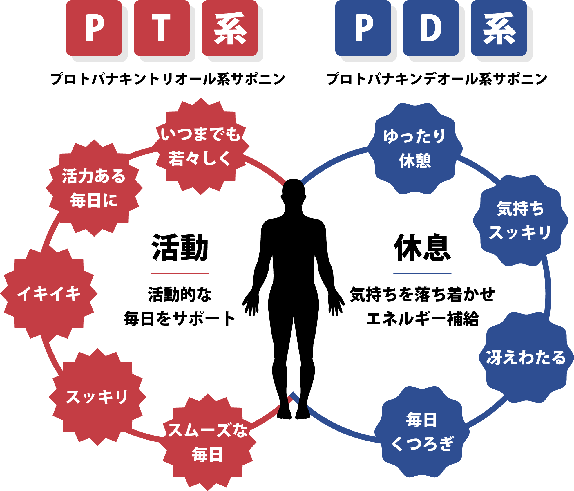 高麗人参の成分 ｜ 正官庄ネットショップ